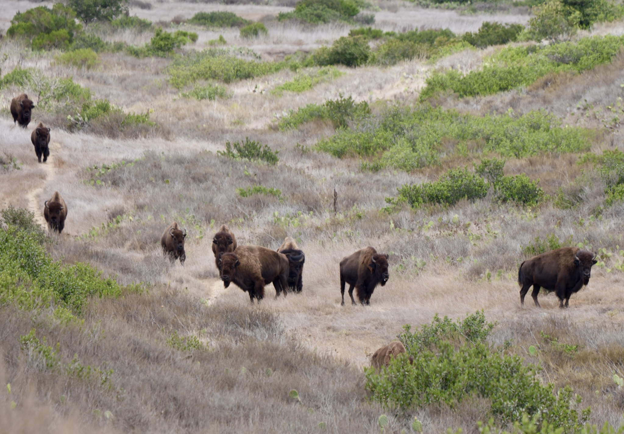 The herd on the ridge