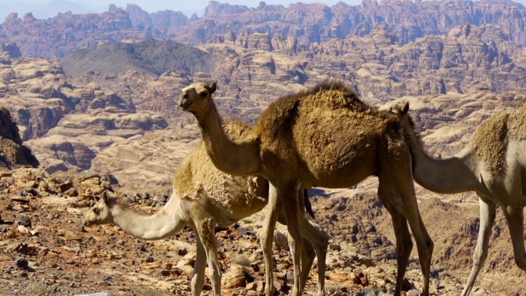 Camels on the high rock, the eroded canyon behind them