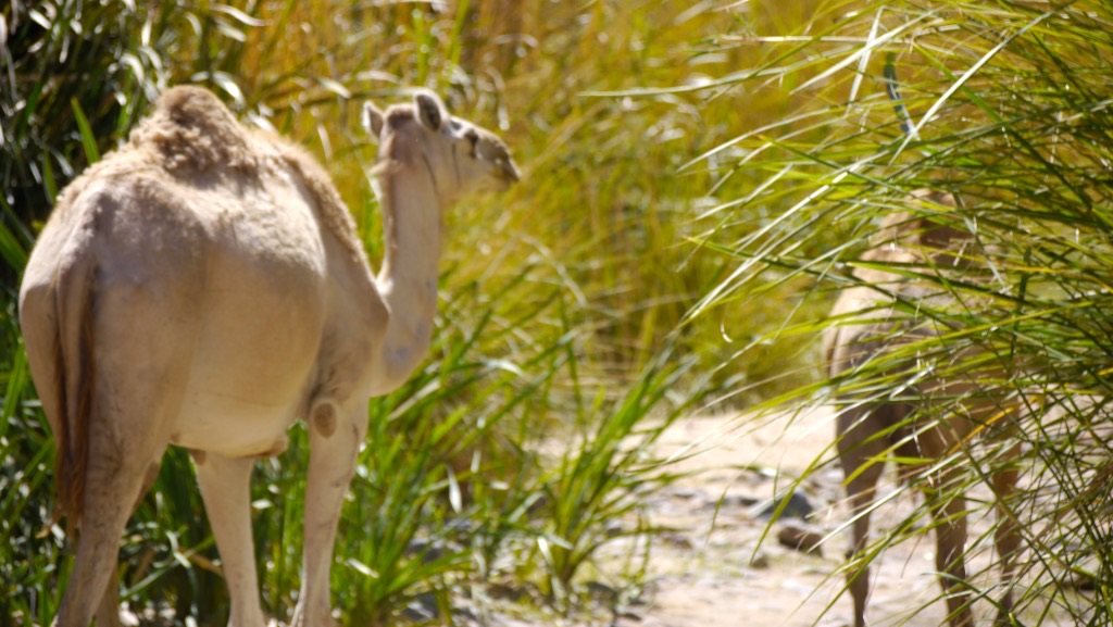 A camel among the reeds of the wadi floor