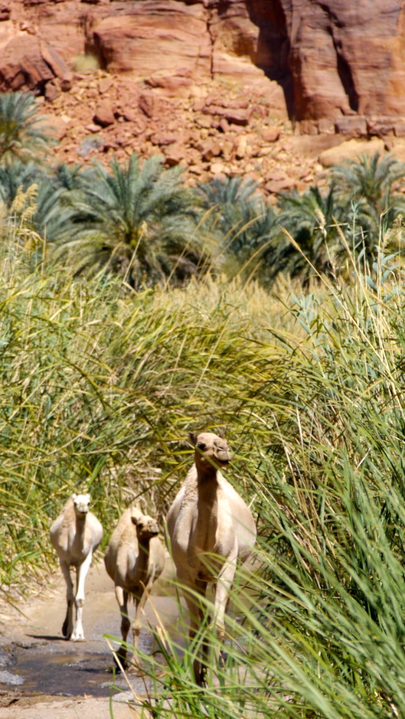 Two camels walking the path between the reeds