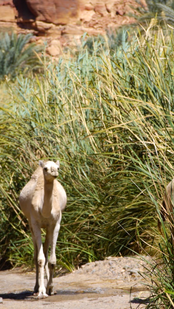 A pale calf standing in the tall grass, looking back
