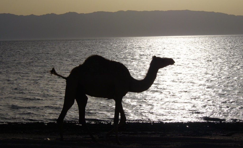 A camel in silhouette against the sun on the water
