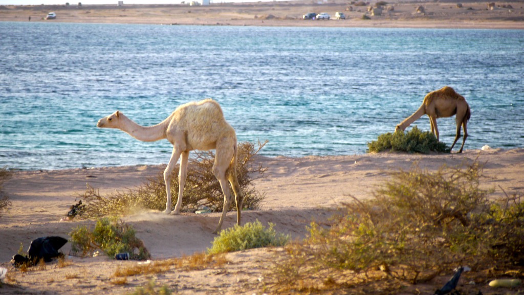Grazing above the shallows in the last of the light